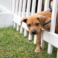 adorable brown puppy stepping through white fence at Royal Oak's Barktoberfest