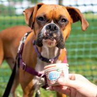 brown bulldog looking at camera after eating ice cream out of small tub at Royal Oak's Barktoberfest