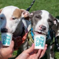 two puppies licking ice cream from small tubs at Royal Oak's Barktoberfest