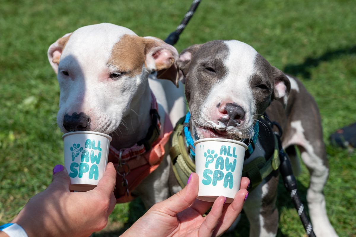 two puppies licking ice cream from small tubs at Royal Oak's Barktoberfest