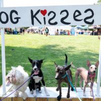 Dog Kisses 5 cents kissing booth with 4 small dogs on booth
