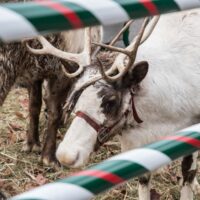 two reindeer in pen during Royal Oak Jingle