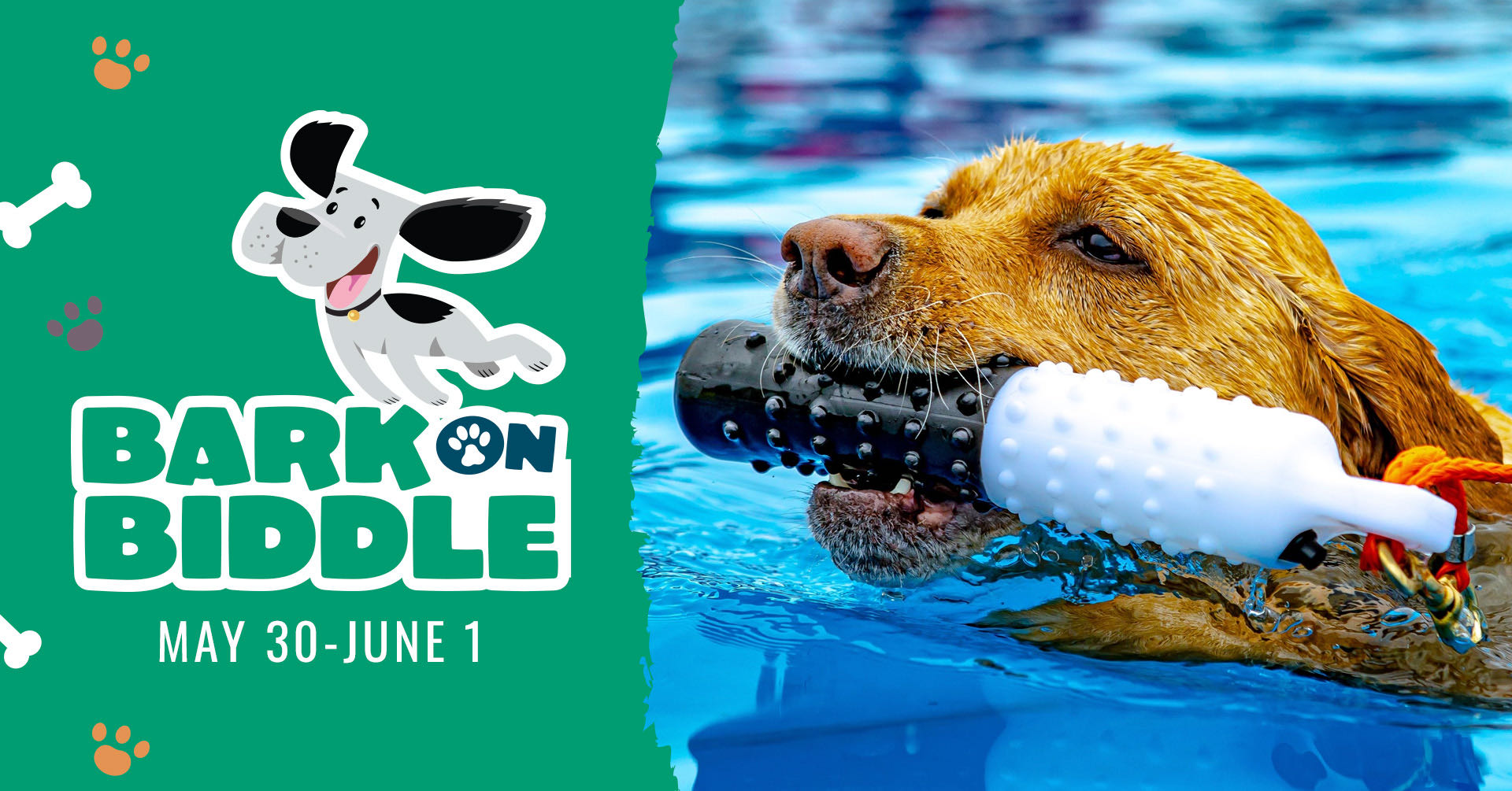 Bark on Biddle; May 30 - June 1; dog swimming holding toy in mouth