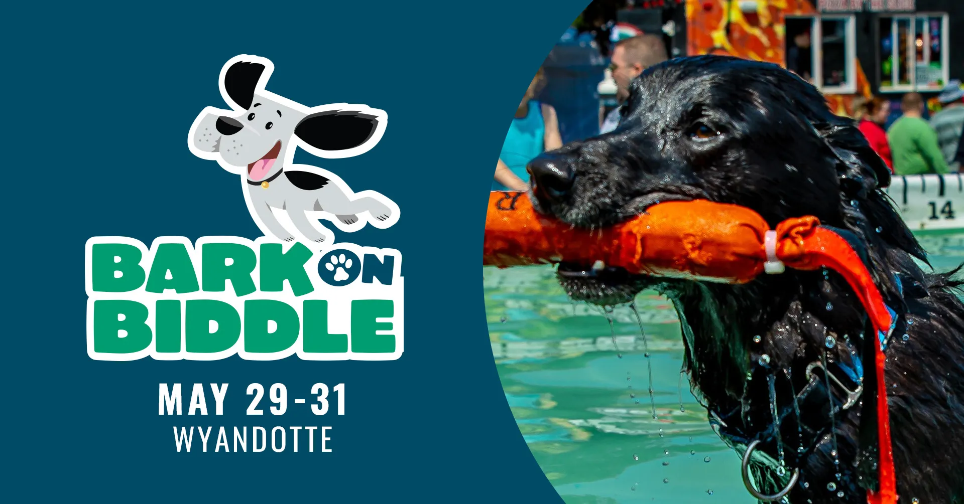 A focused, wet black dog swims in bright turquoise water holding an orange training dummy, next to the graphic logo for the "Bark on Biddle" event on May 29 - 31.